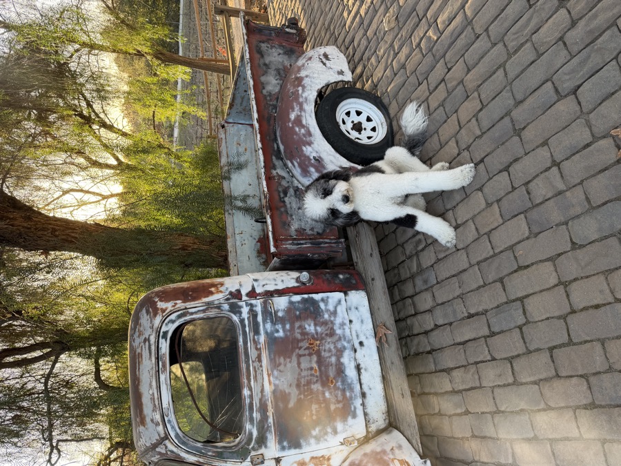 Patrick in truck